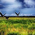 Birds of the Wetlands V13