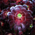 Burgundy Succulenta